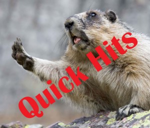 groundhog quick hits