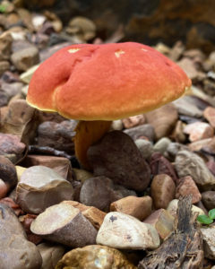 red mushroom on background of rocks